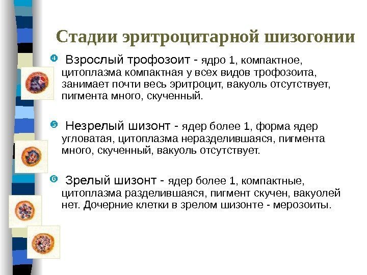 Стадии эритроцитарной шизогонии  Взрослый трофозоит -  ядро 1, компактное,  цитоплазма компактная